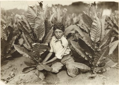 Dziesięcioletni zbieracz na farmie tytoniowej Gildersleeve autorstwa Lewis W. Hine