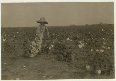 5-letni Willie Hesse zbiera 15 funtów bawełny dziennie na 80-akrowej farmie swoich rodziców niedaleko West w Teksasie, 1913 autorstwa Lewis Wickes Hine