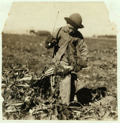 Alex Reiber w wieku 7 lat kontynuuje przycinanie buraków cukrowych po „zahaczeniu” kolana, niedaleko Sterling, Kolorado, 1915 autorstwa Lewis Wickes Hine