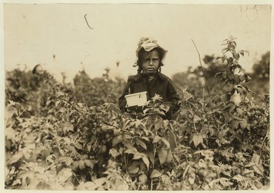 Annie Bissie zbiera jagody na polach w pobliżu Baltimore, Maryland, 1909 autorstwa Lewis Wickes Hine