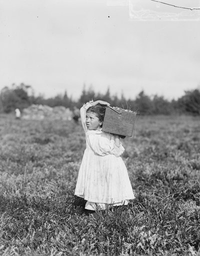 Ośmioletnia Jennie Camillo z Filadelfii zbiera żurawinę w Theodore Budd