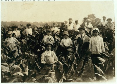 Goodrich Tobacco Farm, niedaleko Gildersleeve, Connecticut, 1917 autorstwa Lewis Wickes Hine