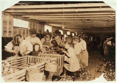 Rosy w wieku 8 lat pracuje 14 godzin dziennie jako ostrygi w Dunbar Cannery, Luizjana, 1911 autorstwa Lewis Wickes Hine