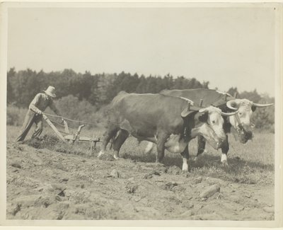 Wiejska scena w środkowym Maine, wiele wołów jest nadal używanych autorstwa Lewis Wickes Hine