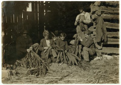 Synowie J.H. Burcha w wieku 12, 14 i 17 lat rozbierający tytoń podczas zajęć szkolnych w Warren County, Rockfield, Kentucky, 1916 r. autorstwa Lewis Wickes Hine