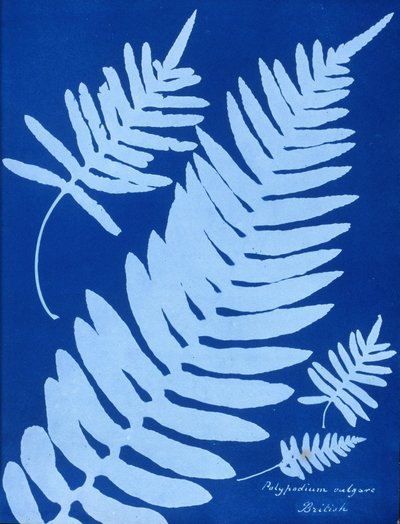 Cyanotyp Polypodium vulgare autorstwa Unbekannt Unbekannt