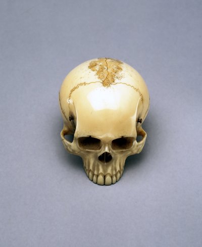 Model czaszki, prawdopodobnie netsuke, japoński autorstwa Unbekannt Unbekannt