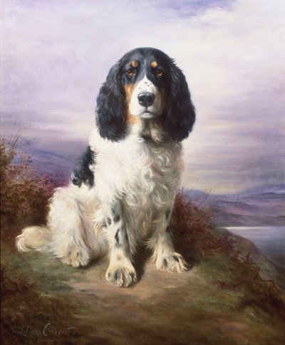 Royal, trzykolorowy pracujący springer spaniel autorstwa Lilian Cheviot