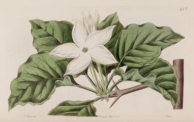 Gardenia w pobliżu autorstwa Lindley
