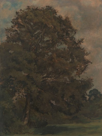 Studium jesionu autorstwa Lionel Constable