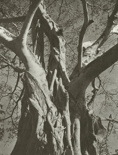 Banyan drzewo (zdjęcie czarno-białe) autorstwa Lionel Wendt