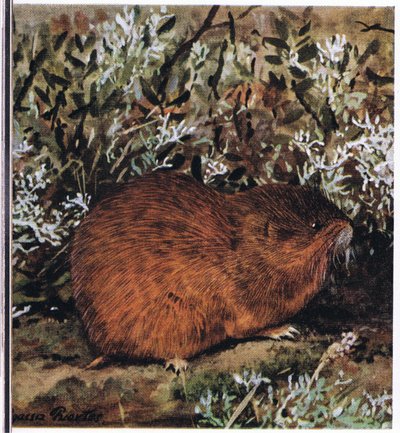 Brown Lemming, krępy gryzoń, który żyje w plastrze miodu w tunelach autorstwa Louis Agassiz Fuertes