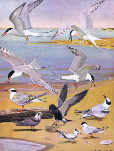 Ilustracja z publikacji The Natural History of American Birds of Eastern and Central North America. przez Bramhall House ok. 1970 r. autorstwa Louis Agassiz Fuertes