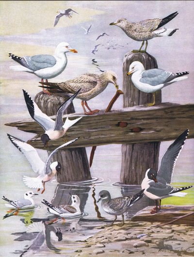 Ilustracja z publikacji The Natural History of American Birds of Eastern and Central North America. przez Bramhall House ok. 1970 r. autorstwa Louis Agassiz Fuertes