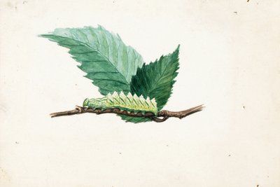 Gąsienica Jagged Leaf Edge, opracowanie do książki Concealing Coloration in the Animal Kingdom autorstwa Louis Agassiz Fuertes