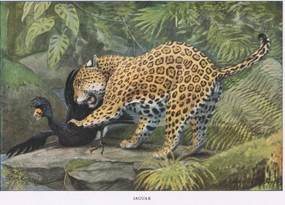 Jaguar autorstwa Louis Agassiz Fuertes