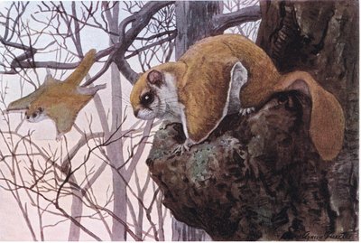 Southern Flying Squirrel ma membrany ślizgowe autorstwa Louis Agassiz Fuertes