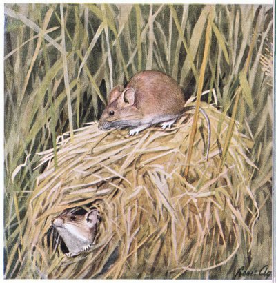 Western Harvest Mouse żyje i rozmnaża się w trawiastym gnieździe autorstwa Louis Agassiz Fuertes