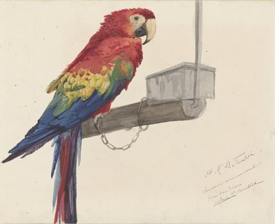 Papuga autorstwa Louis Charles Bombled