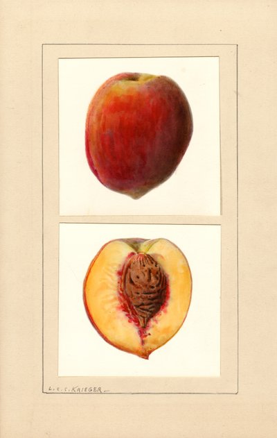 Brzoskwinie (Prunus persica: Numer 10) (akwarela) autorstwa Louis Charles Christopher Krieger