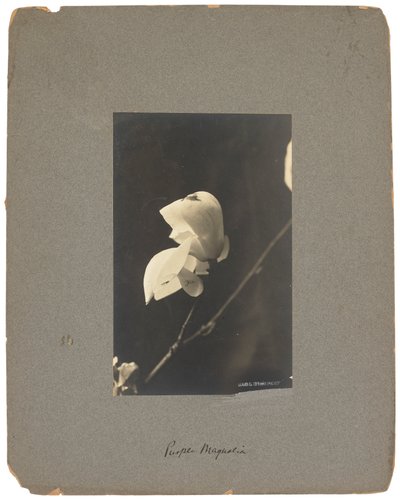 Tiffany Studios, ok. 1898-1920 (fotografia czarno-biała) autorstwa Louis Comfort Tiffany