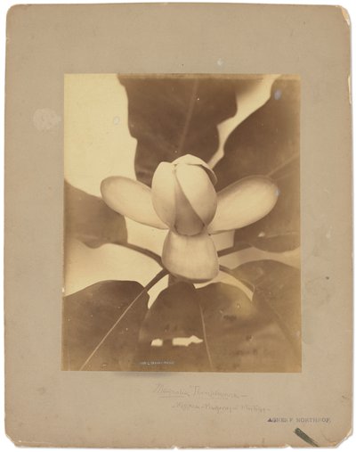 Tiffany Studios, ok. 1898-1920 (fotografia czarno-biała) autorstwa Louis Comfort Tiffany