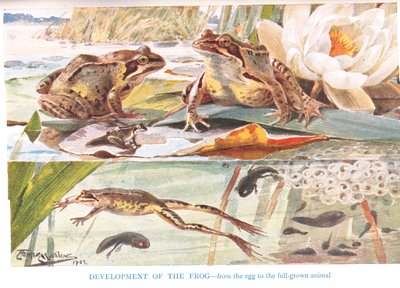 Rozwój żaby, ilustracja z „Dni wiejskich i wiejskich dróg” (kolor lito) autorstwa Louis Fairfax Muckley