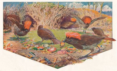 Ptaki altankowe ogrodnika, 1911, 1911 autorstwa Louis Fairfax Muckley