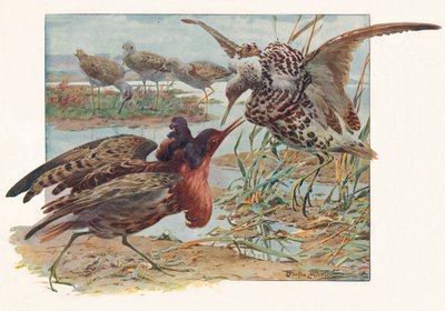 Ruffs i Reeves, c1910, 1911 autorstwa Louis Fairfax Muckley