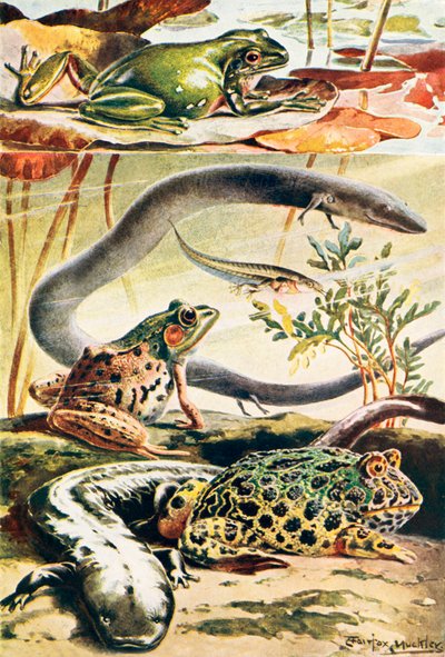 Sześć typowych płazów (kolorowa litografia) autorstwa Louis Fairfax Muckley