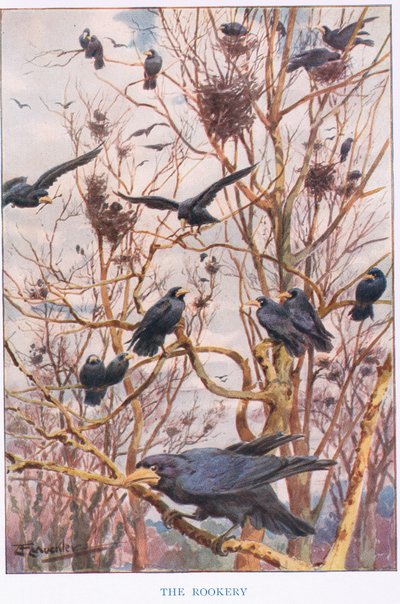 The Rookery, ilustracja z „Country Ways and Country Days” (kolor lito) autorstwa Louis Fairfax Muckley