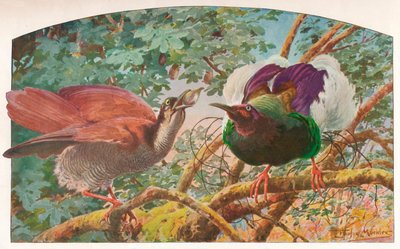 Dwunastoprzewodowe ptaki raju, c1910, 1911 autorstwa Louis Fairfax Muckley