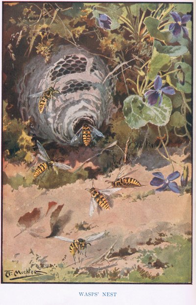 Gniazdo os, ilustracja z filmu „Drogi wiejskie i dni wiejskie” (kolor lito) autorstwa Louis Fairfax Muckley