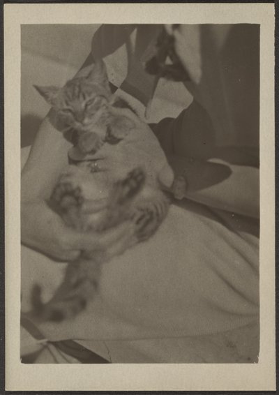 [Cat] autorstwa Louis Fleckenstein