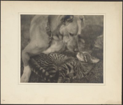 [Kot i pies] autorstwa Louis Fleckenstein