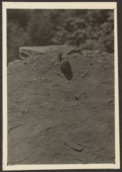 [Chipmonk on Trail] autorstwa Louis Fleckenstein