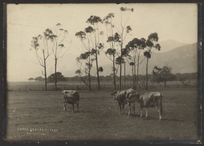  autorstwa Louis Fleckenstein