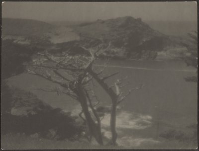 [Cypress on Coast] autorstwa Louis Fleckenstein