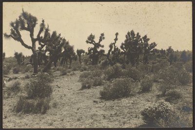 Pustynia Mojave autorstwa Louis Fleckenstein