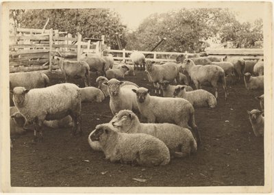 [Owca w zagrodzie] autorstwa Louis Fleckenstein