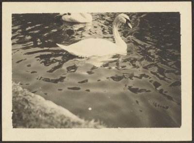 [Swan] autorstwa Louis Fleckenstein