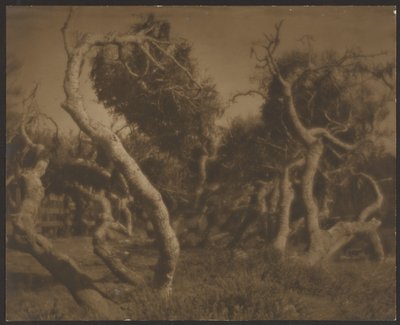  autorstwa Louis Fleckenstein