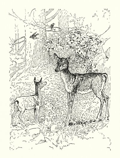 Płomykówka i jej matka (litografia) autorstwa Louis John Rhead