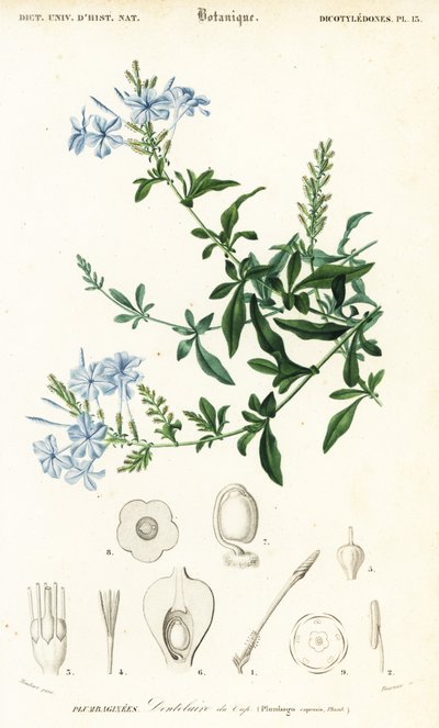 Przylądek leadwort, Plumbago auriculata, 1849 (grawerowanie) autorstwa Louis Joseph Edouard Maubert