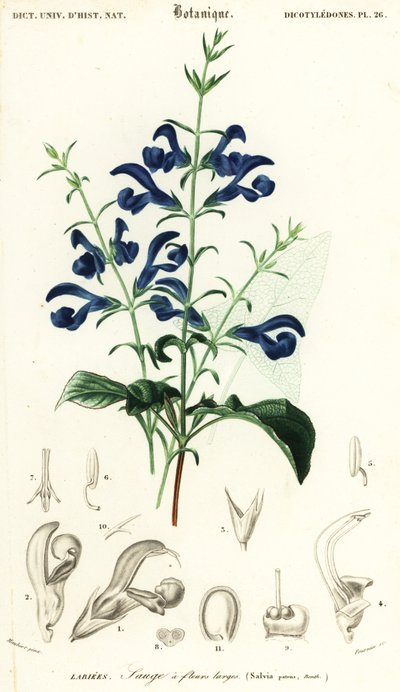 Szałwia z goryczki lub szałwia rozłożysta, Salvia patens.,1849 (rycina) autorstwa Louis Joseph Edouard Maubert