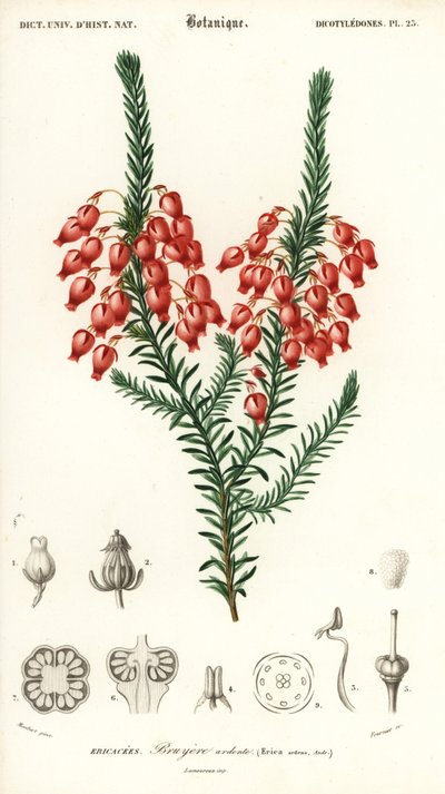 Świecące wrzosowisko, Erica ardens. ,1849 (grawerowanie) autorstwa Louis Joseph Edouard Maubert