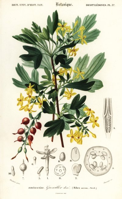 Porzeczka złota, porzeczka złota. , 1849 (grawerowanie) autorstwa Louis Joseph Edouard Maubert