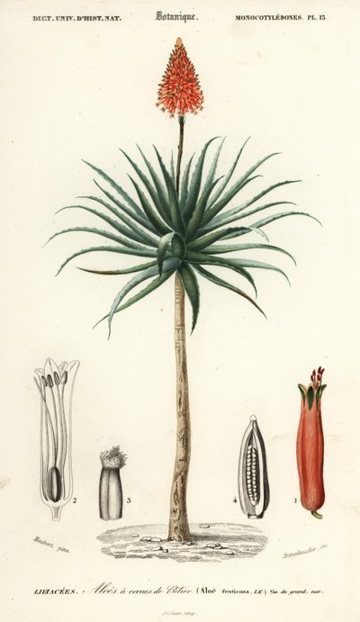 Krantz aloes, Aloe arborescens.,1849 (grawerowanie) autorstwa Louis Joseph Edouard Maubert