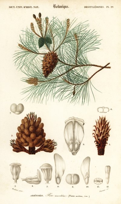 Sosna nadmorska lub sosna gronowa, Pinus pinaster.,1849 (grawerowanie) autorstwa Louis Joseph Edouard Maubert