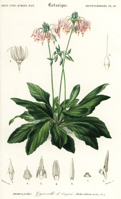 Spadająca gwiazda lub wschodnia spadająca gwiazda, Dodecatheon media. ,1849 (grawerowanie) autorstwa Louis Joseph Edouard Maubert